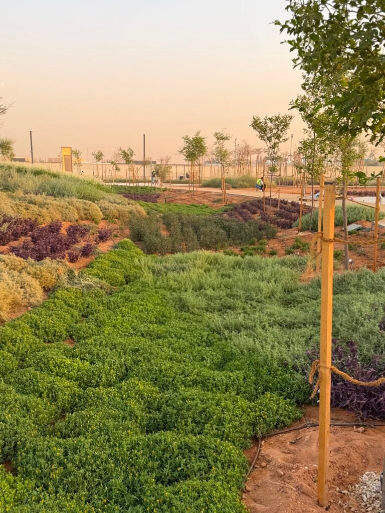 الزراعة والتشجير في الرياض | حلول متكاملة لصناعة مساحات خضراء مستدامة